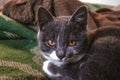 A small gray cat with white spots and large expressive yellow eyes sits on a green wool blanket Royalty Free Stock Photo