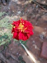 Gonda flowers plant Royalty Free Stock Photo