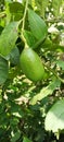 Gondharaj green India lemon Royalty Free Stock Photo