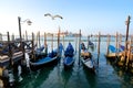 Gondolas and a seagull