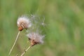 Gone Thistle in the Summer Wind with Ladybird Royalty Free Stock Photo