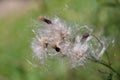 Gone Thistle in the Summer Wind with Ladybird Royalty Free Stock Photo