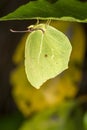 Gonepteryx cleopatra butterfly