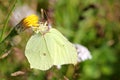 Gonepteryx Rhamni or Brimstone Butterfly