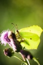 The Gonepteryx rhamni Royalty Free Stock Photo