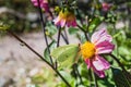 Gonepteryx rhamni Brimstones butterfly. Yellow butterfly collecting nectar from flowers shows the role of insects as pollinator s