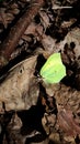 Gonepteryx rhamni, butterfly citrine lemon brown dry dead leaf forest Royalty Free Stock Photo