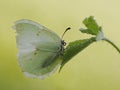 Gonepteryx rhamni is a diurnal butterfly from the Pieridae family on on a green leaf