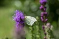 Gonepteryx rhamni butterfly sitting on Liatris spicata deep purple flowering flowers Royalty Free Stock Photo