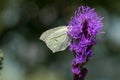 Gonepteryx rhamni butterfly sitting on Liatris spicata deep purple flowering flowers Royalty Free Stock Photo