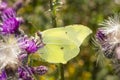 Gonepteryx rhamni, Common Brimstone, Brimstone on thistle, Germany