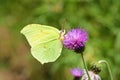 Gonepteryx rhamni , the common brimstone butterfly , butterflies of Iran Royalty Free Stock Photo