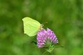 Gonepteryx rhamni , the common brimstone butterfly , butterflies of Iran