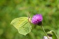 Gonepteryx rhamni , the common brimstone butterfly on flower