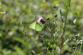 A common brimstone butterflysitting on a flower