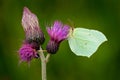 Gonepteryx rhamni, Common Brimstone, light white green butterfly on the violet thistle flower bloom. Beautiful insect in the Royalty Free Stock Photo