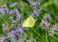 Gonepteryx rhamni yellow butterfly sits on purple lavender flowers Royalty Free Stock Photo