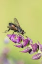 Gonia Divisa Fly on Salvia Royalty Free Stock Photo