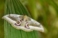 Gonimbrasia zambesina, from Kenya in Africa. Beautiful butterfly in the nature forest habitat., sitting on the green leave.