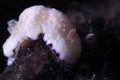 Goniobranchus alius. Dorid nudibranchs. Lembeh Strait