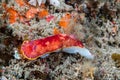 Goniobranchus nudibranch - white sea slug with red pattern