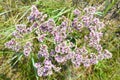 Goniolimon speciosum flowers growing in Olkhon island, Russia