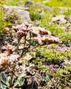 Goniolimon speciosum.  flowers in the wild. Royalty Free Stock Photo