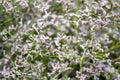Goniolimon tataricum many white flowers close up