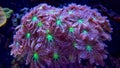 Soft Glove Polyp - Clavularia sp.