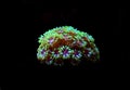 Small colony of Goniopora LPS coral