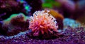 Small colony of Goniopora LPS coral Royalty Free Stock Photo