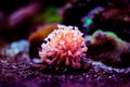 Small colony of Goniopora LPS coral Royalty Free Stock Photo