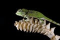 Gonocephalus doriae front view on dry leaves with black background, animal closeup