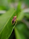 Gonocerus acuteangulatus is a herbivorous species of true bug in the family Coreidae micro imag indian village garden insect image