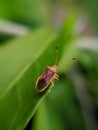 Gonocerus acuteangulatus is a herbivorous species of true bug in the family Coreidae micro imag indian village garden insect image