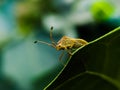 Gonocerus insect on leaf garden Gonocerus bug to sit green leaves plant Royalty Free Stock Photo