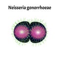 Gonococcus structure. Neisseria gonorrhoeae. Gonorrhea disease. Venereal disease. Infographics. Vector illustration on Royalty Free Stock Photo