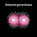 Gonococcus structure. Neisseria gonorrhoeae. Gonorrhea disease. Venereal disease. Infographics. Vector illustration.