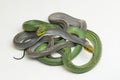 Gonyosoma oxycephalum, the arboreal ratsnake, the red-tailed green ratsnake, and the red-tailed racer,