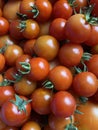 A good amount of red cherry tomatoes freshly picked from the garden Royalty Free Stock Photo