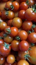 A good amount of red cherry tomatoes freshly picked from the garden. Royalty Free Stock Photo