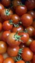 A good amount of red cherry tomatoes freshly picked from the garden Royalty Free Stock Photo