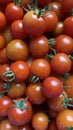 A good amount of red cherry tomatoes freshly picked from the garden Royalty Free Stock Photo