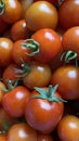 A good amount of red cherry tomatoes freshly picked from the garden Royalty Free Stock Photo