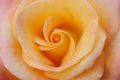 Good As Gold Hybrid Tea Rose Flower in Bloom Royalty Free Stock Photo