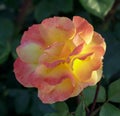 Good As Gold Yellow Blend Hybrid Tea Rose in Bloom. Royalty Free Stock Photo