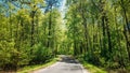 Good Asphalt Forest Road In Sunny Summer Day. Lane