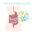 Good bacterial flora. Lactobacilli, bifidobacteria, Escherichia Royalty Free Stock Photo