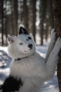 Good and beautiful yakutian laika boy in the fairy-tale winter forest. Royalty Free Stock Photo