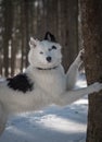 Good and beautiful yakutian laika boy in the fairy-tale winter forest.